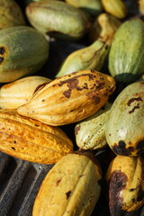 Fresh cacao pods in shades of green and yellow with brown spots, harvested as the key ingredient for making chocolate.