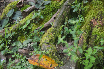 Bathed in morning light, the moss awakens with spring's touch, its vibrant green a quiet song of renewal.