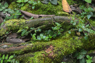 Bathed in morning light, the moss awakens with spring's touch, its vibrant green a quiet song of renewal.