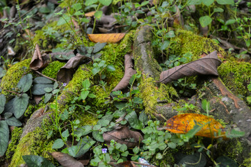 Spring morning dew clings to vibrant moss, capturing nature’s soft awakening in a peaceful forest scene.