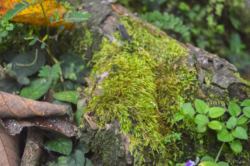Spring morning dew clings to vibrant moss, capturing nature’s soft awakening in a peaceful forest scene.