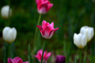 pink tulips in the garden