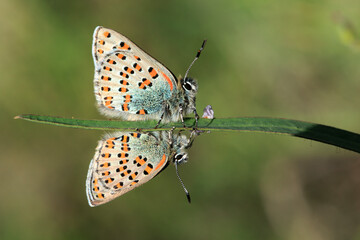 Macro footage of butterfly collecting nectar from flowers with its long proboscis.