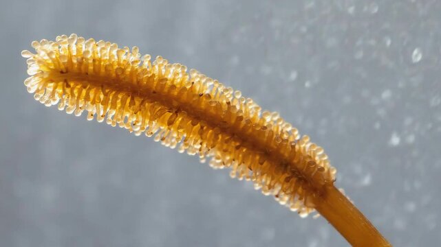 Close up of golden brown sea squirt with bulbous capsules against a blurry aquatic background, marine life detail, underwater world