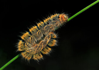 Close-up image of caterpillar beetle.