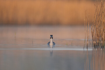 Great Crested Grebe (Podiceps cristatus) swimming on a lake in the Somerset Levels, Somerset, United Kingdom.
