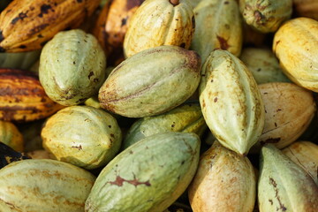 a ripe cacao pod with an orange-brown color, surrounded by numerous other cacao pods in shades of green, yellow, and brown