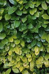 Fototapeta premium Cherry or english Laurel bush with yellow leaves caused by iron chlorosis disease. Prunus laurocerasus