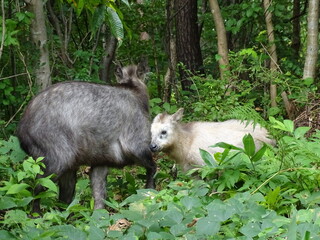ニホンカモシカの親子