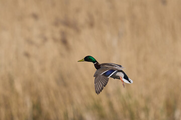Obraz premium Male Mallard Duck (Anas platyrhynchos) coming in to land on the Somerset Levels in Somerset, United Kingdom. 