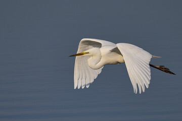 Great White Egret (Ardea alba) flying over reedbeds of the Somerset Levels in Somerset, United Kingdom.