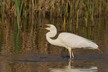Great White Egret (Ardea alba) hunting fish amongst the reed along the edge of a lake on the Somerset Levels in Somerset, United Kingdom. 
