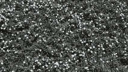 Flowers Dense Top View Monochrome Pattern Natural Texture Background