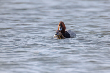 Fototapeta premium Common pochards are pairing in the water toward the camera lens on a sunny, windy spring day. Common pochards are mating. 