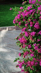 Bougainvillea Vibrant Closeup Natural Outdoor Pink Green Flora
