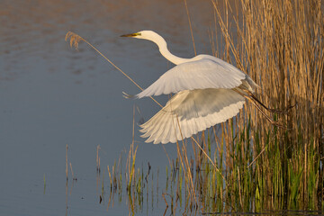 Fototapeta premium Great White Egret (Ardea alba) taking off from water in the marshland of the Somerset Levels, United Kingdom.