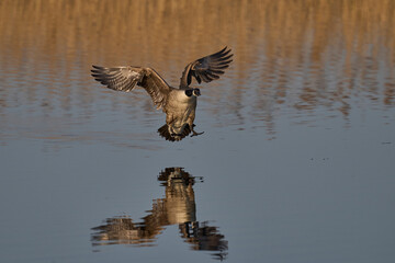 Canada Goose (Branta canadensis) landing on a lagoon on the Somerset Levels in Somerset, United Kingdom.