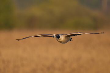 Canada Goose (Branta canadensis) flying low over the reedbeds of the Somerset Levels in Somerset, United Kingdom.