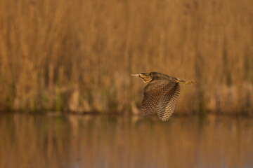 Bittern (Botaurus Stellaris) flying low over the reedbeds of the Somerset Levels in Somerset, United Kingdom.