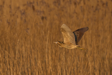 Bittern (Botaurus Stellaris) flying low over the reedbeds of the Somerset Levels in Somerset, United Kingdom.