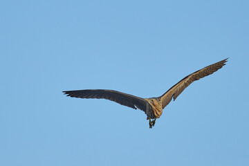 Bittern (Botaurus stellaris) in flight against a blue sky over the Somerset Levels in Somerset, England, United Kingdom