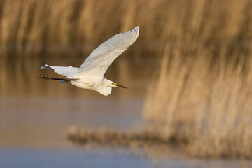 Great White Egret (Ardea alba) flying over reedbeds of the Somerset Levels in Somerset, United Kingdom.