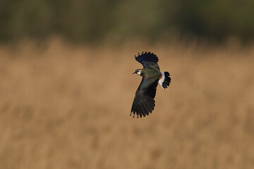 Lapwing (Vanellus vanellus) in flight over the seedbeds of the Somerset Levels in Somerset, England, United Kingdom