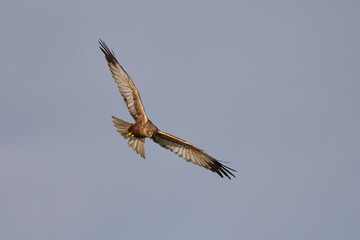 Marsh Harrier (Circus aeruginosus) hunting over a reedbed in the Somerset Levels in the United Kingdom