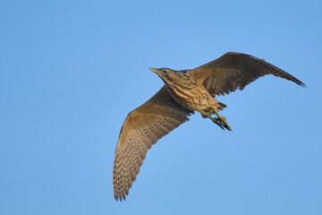Bittern (Botaurus stellaris) in flight against a blue sky over the Somerset Levels in Somerset, England, United Kingdom