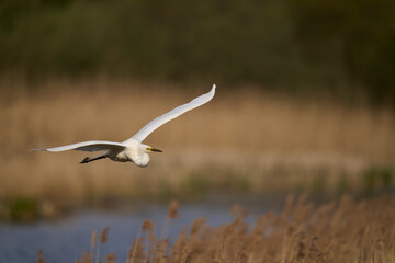 Great White Egret (Ardea alba) flying over reedbeds of the Somerset Levels in Somerset, United Kingdom.