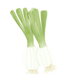 Multiply onion, spring onion