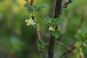 Close-up of Gooseberry bush in bloom with white flowers on branches. Ribes uva-crispa on springtime