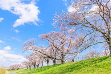 一目千本桜　宮城県　大河原町
