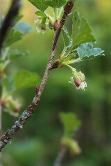 Close-up of Gooseberry bush in bloom with white flowers on branches. Ribes uva-crispa on springtime