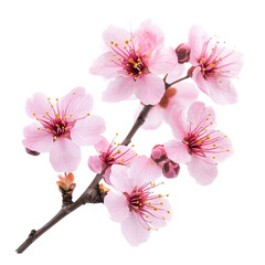 Isolated pink cherry blossoms, a symbol of spring beauty, bloom on a branch, showcasing their delicate pink petals on transparent background