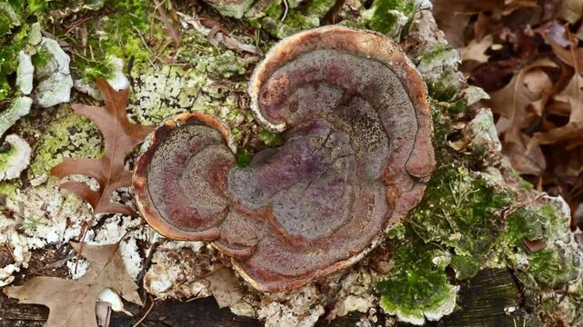 Saprotrophic and saprophytic tree fungi tinder fungi on an old rotten stump in the forest in New Jersey