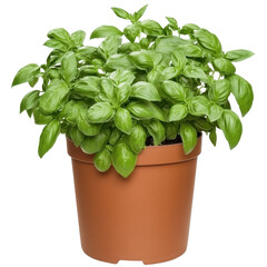 Naklejka premium Lush Green Basil Plant in a Terracotta Pot for Home Gardening