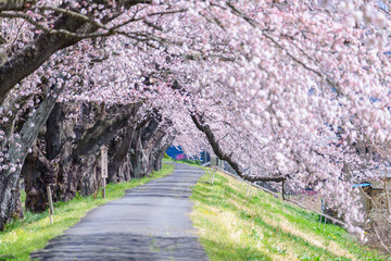 Fototapeta premium 一目千本桜 宮城県 大河原町 