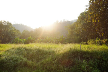 Fototapeta premium Beautiful of rice fields with valley mountain in natural sunlight with sunset or sunrise in northern of Thailand