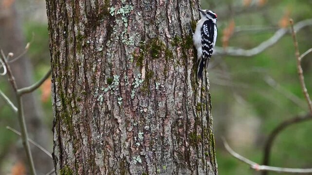 The downy woodpecker (Dryobates pubescens), bird looking for food on a tree trunk in the forest near New Jersey, USA
