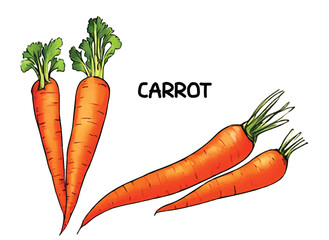 Vector illustration. Isolated carrots with leaves on white background.
