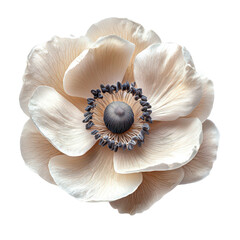 Elegant lovely anemone png flower png delicate petals png garden blossom png spring bloom png botanical png floral arrangement png colorful petals png transparent background image