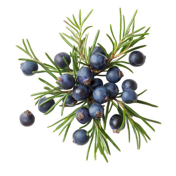 A Fresh Bunch of Juniper Berries with Green Foliage on Black Background