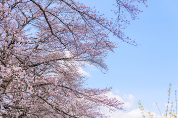 一目千本桜　宮城県　大河原町
