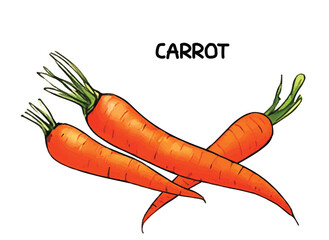 Orange carrot with isolated on a white background. Carrot vector