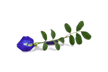Butterfly Pea isolated on white background