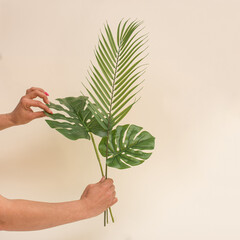 Tropical wellness concept with female hands holding monstera and palm leaves in soft studio light....