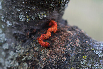 Close-up of trace of Goat moth worm in a Apple tree trunk. Cossus cossus on Malus domestica