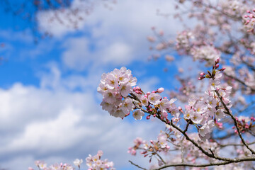 一目千本桜　宮城県　大河原町
