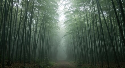 Obraz premium Bamboo Forest in Fog - Photo